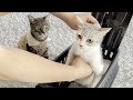 大嫌いな病院へ連れて行かれるコトを悟った時の元野良猫がコチラです……【避妊去勢手術】