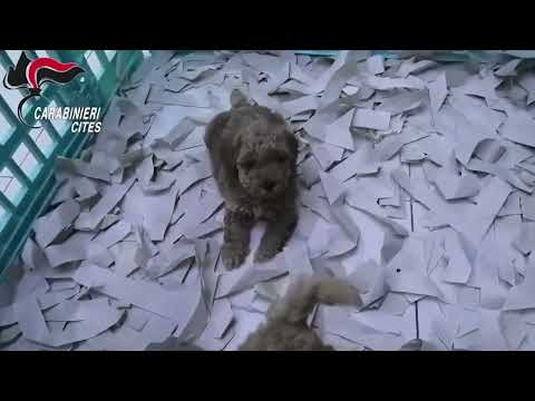 Video Napoli, imbottivano di medicine e vendevano cani moribondi: 5 arresti