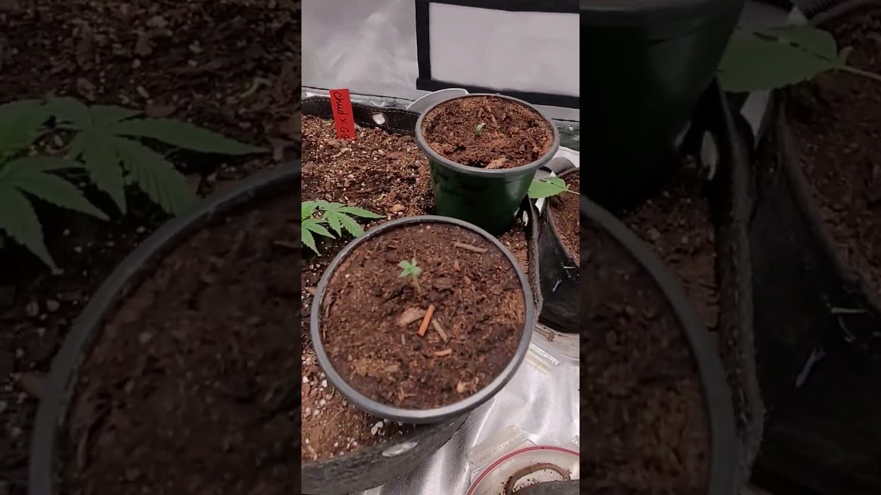 Я отделил двойное растение, которое произошло из одного семени.