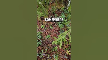 Geocaching Adventure: I Found This Sneaky Cache #geocaching #geocache #treasurehunt