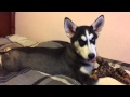 Lola husky siberiana 4 meses
