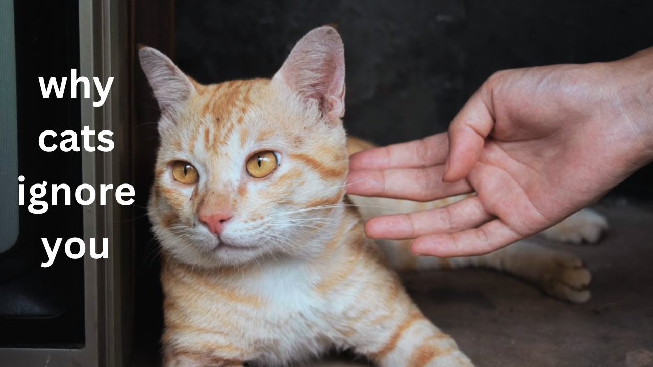Cats Ignore You? IT'S NOT What You Think! | The Surprising Truth About Feline Behavior