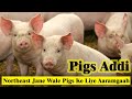 Pig Addi (Swine Halt) l असम जाने वाले सूअरों के लिए रुकने के लिए टेम्परेरी आराम का स्थान