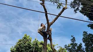Extreme Chainsaw Skills! Professional Precision Cutting on Massive Hardwood Logs