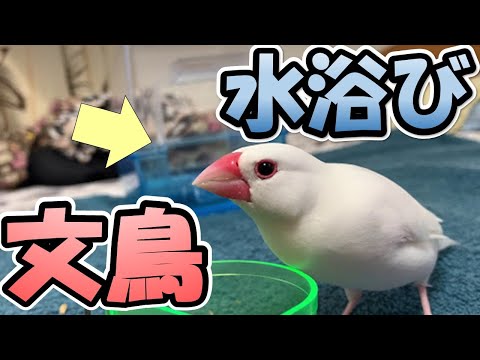 水浴びはケージでしたい文鳥