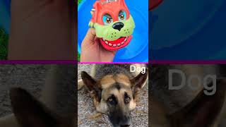 Learn Animal Names & for Babies Toddlers Preschoolers Kids: Seal Sheep Owl Caw