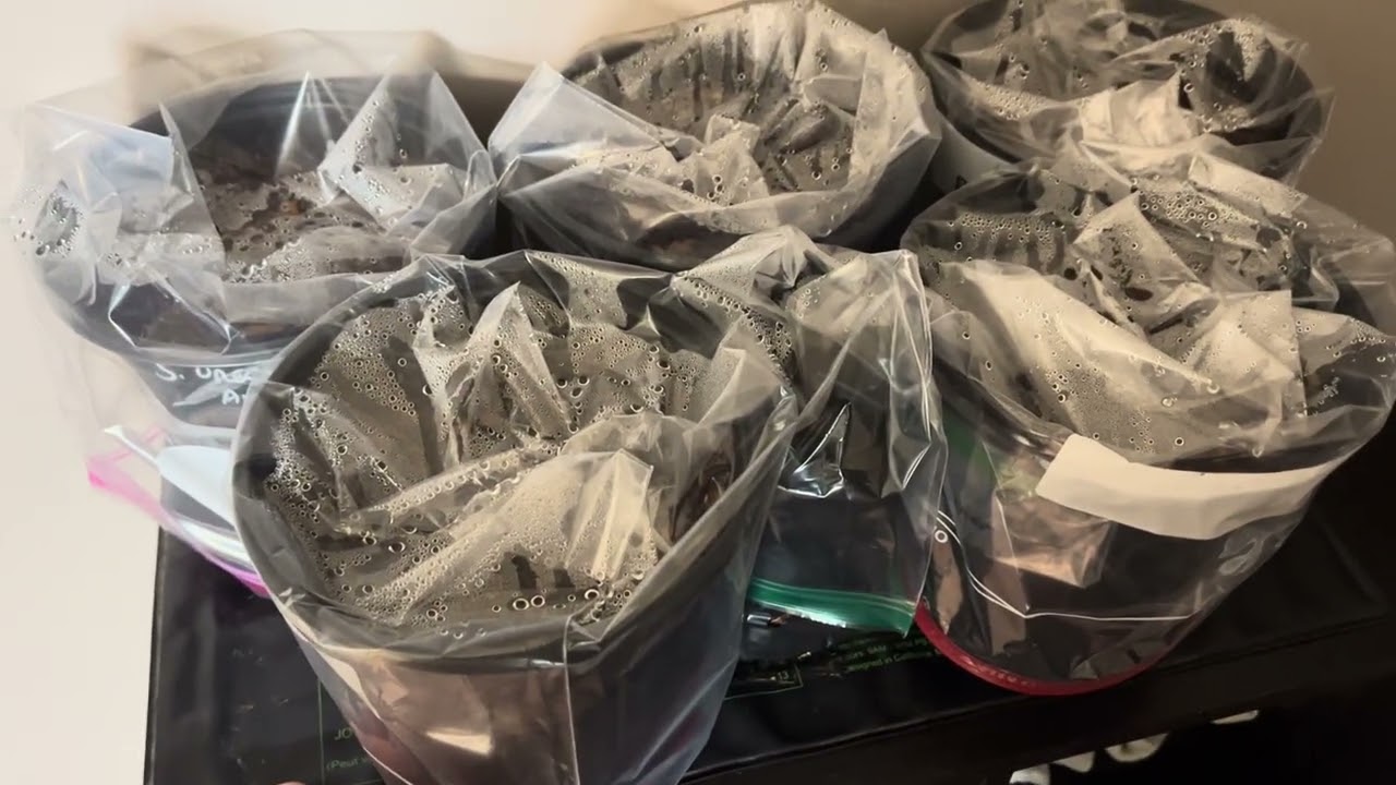 How to Germinate Palm Seeds Indoors (Step-By-Step Guide)