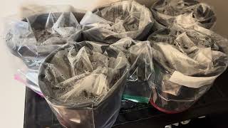 How to Germinate Palm Seeds Indoors (Step-By-Step Guide)