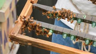Community Bee Innovation Fund: Gold Coast Amateur Beekeepers Society workshops