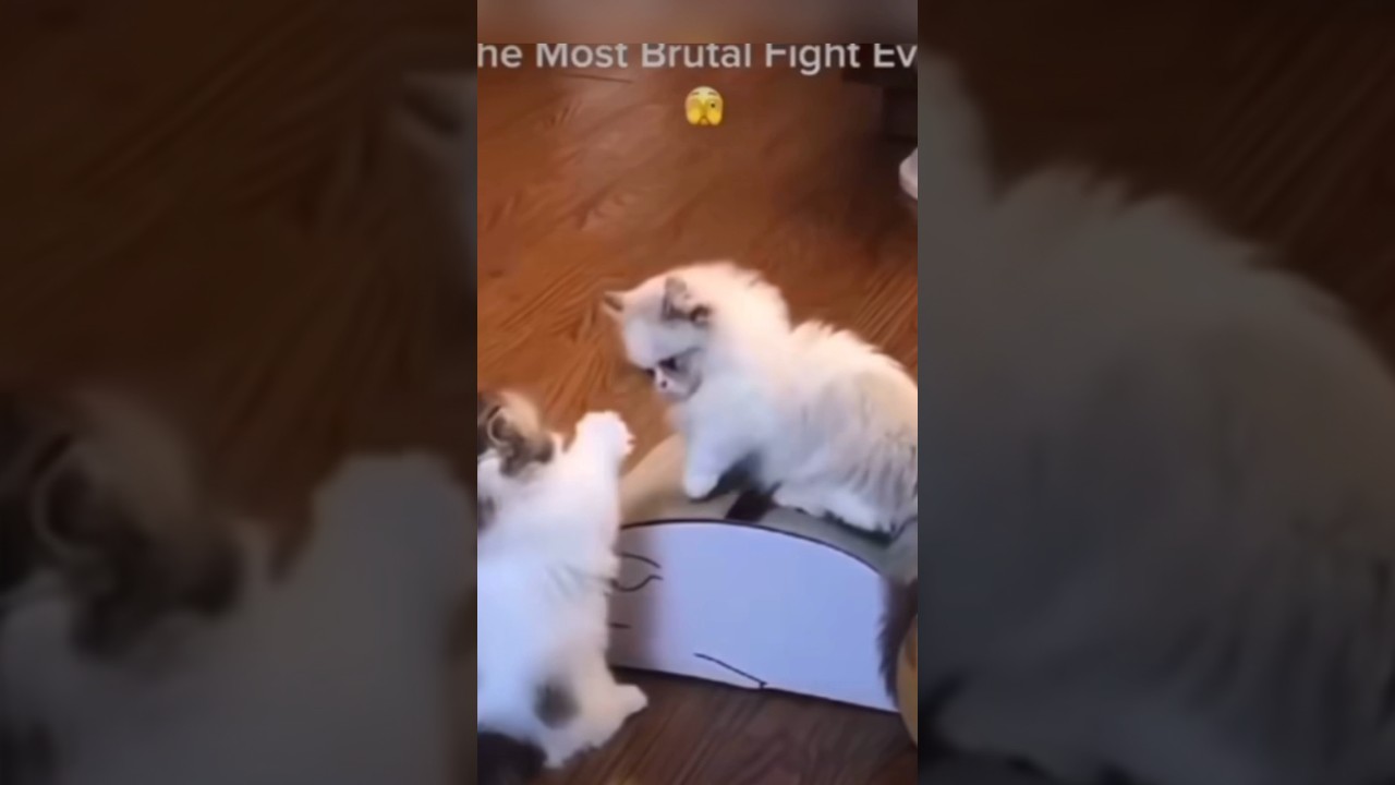 Brutal kitty battle
