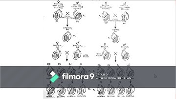 cytoplasmic inheritance