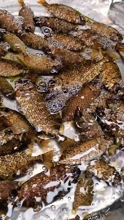 #fyp #crabs #fish #seatime