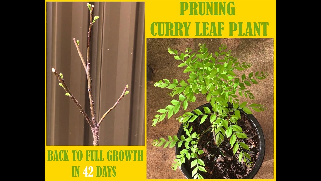 PRUNING CURRY LEAF PLANTകറിവേപ്പു YouTube
