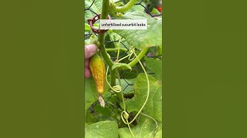 Cucumbers not pollinating? #growyourownfood #gardening