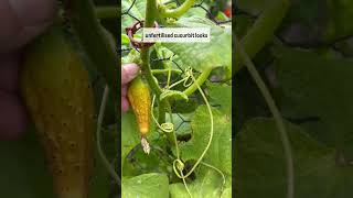 Cucumbers not pollinating? #growyourownfood #gardening