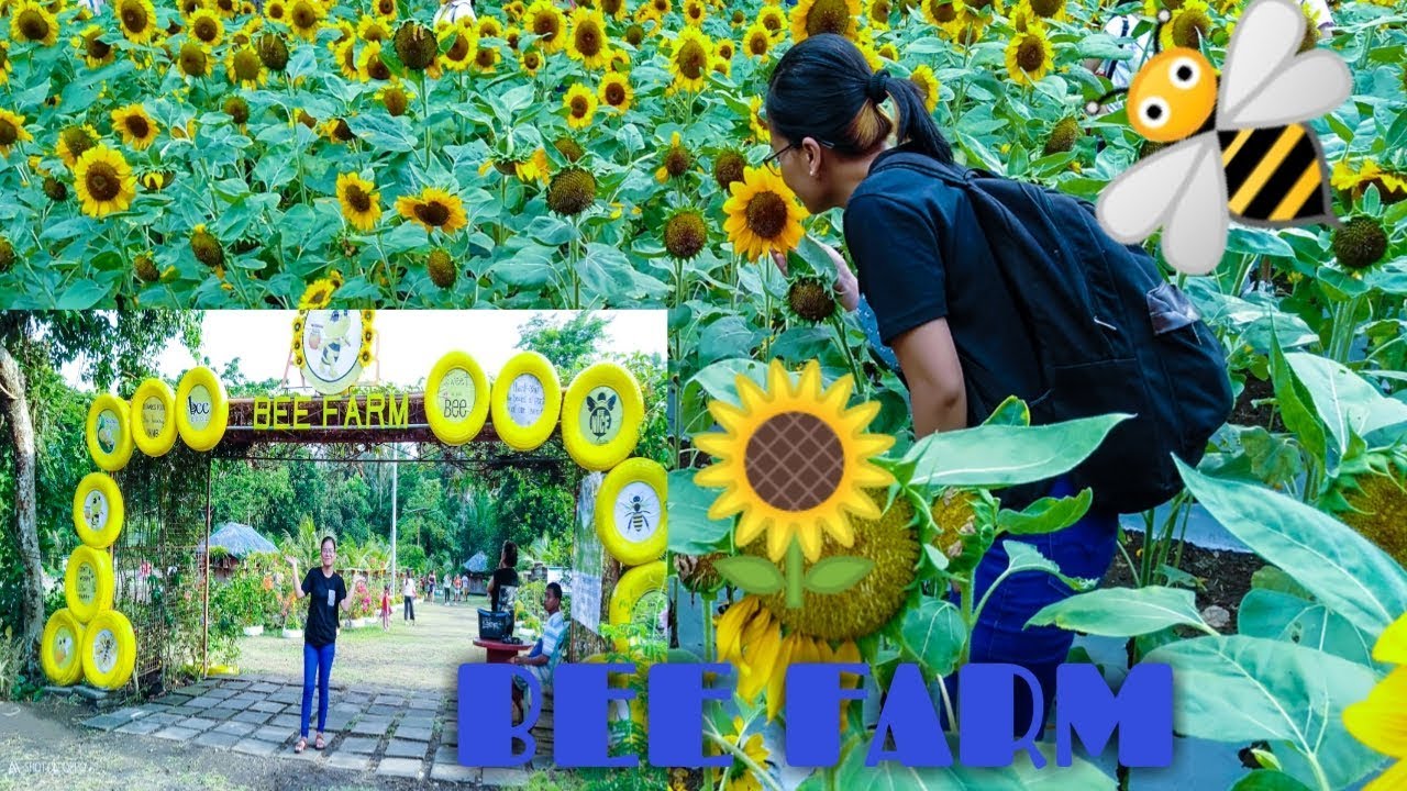 Bee Farm @ Camalig Albay May122019 