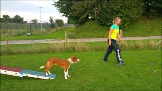 Snö Agility Foundations, Lesson 2 (running, multi-wraps 25cm, dogwalk)