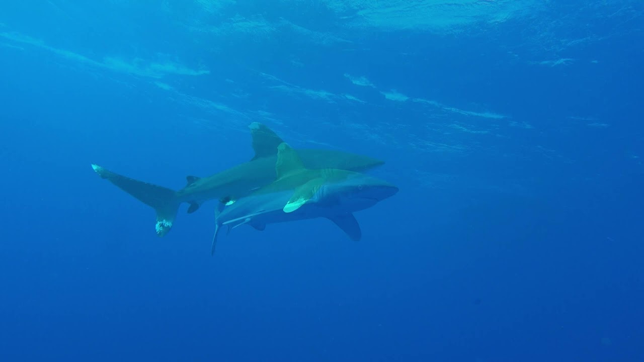 Oceanics at Elphinstone