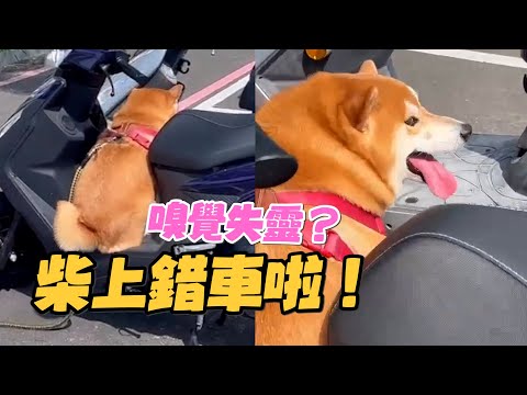 柴柴嗅覺失靈上錯車？沒發現異樣還吐舌燦笑🤣｜寵物動物｜柴犬｜精選影片