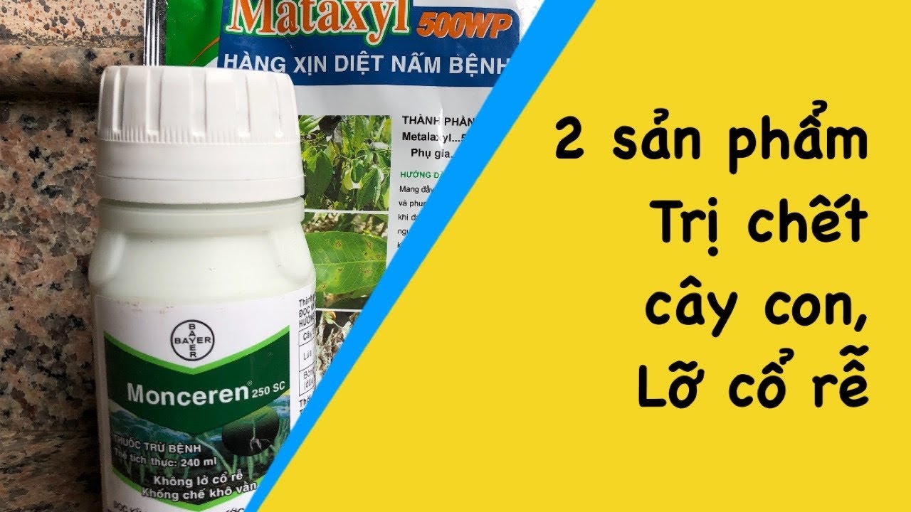 Hai sản phẩm đặc trị bệnh chết cây con và lỡ cổ rể trên ớt, dưa hấu và những cây trồng khác