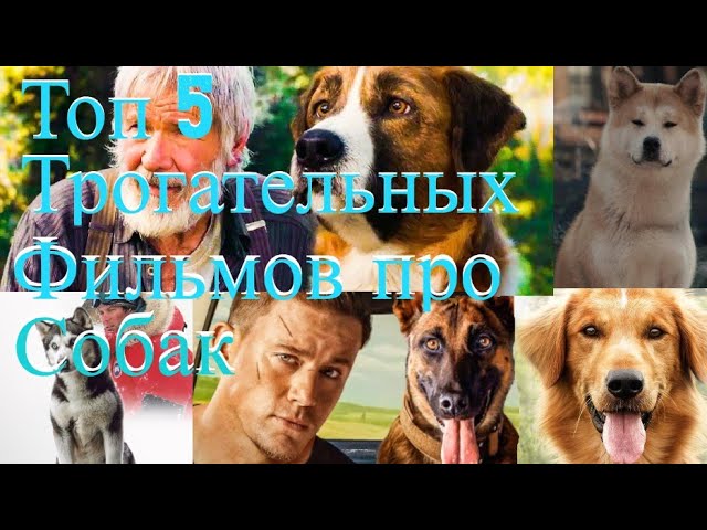 Топ 5 трогательных фильмов про собак