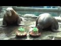 Happy 22nd Birthday to Walruses Siku & Uquq at Six Flags Discovery Kingdom