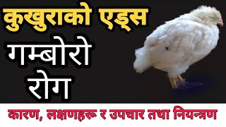 कुखुराको गम्बाराे राेग | Gumboro | Infectious Bursa Disease | IBD | Agrodev Nepal