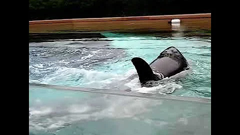 Kiska, MarineLand’s last surviving orca is suffering.