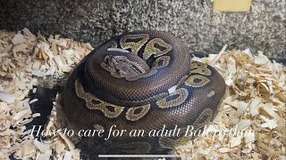 How to care for an adult Ball Python! Giant Burmese Python eats Bird!!! Taking my snakes on a walk!!