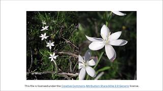 Download Lagu Aandblom is 'n witblom   Pieter de Villiers MP3