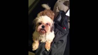 This is how my dog greets me every day when I come back home after ...