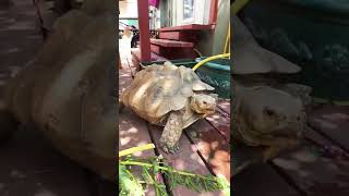 Tortoises ARE so smart!! ❤️🐢👍