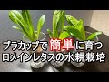 ロメインレタス水耕栽培 第２弾（プラカップ編）
