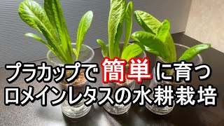 ロメインレタス水耕栽培 第２弾（プラカップ編）