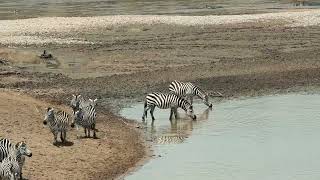 Crocodile Attacks A Family Of Zebra But Through Loss And Survival, The Family Is Reunited In The End