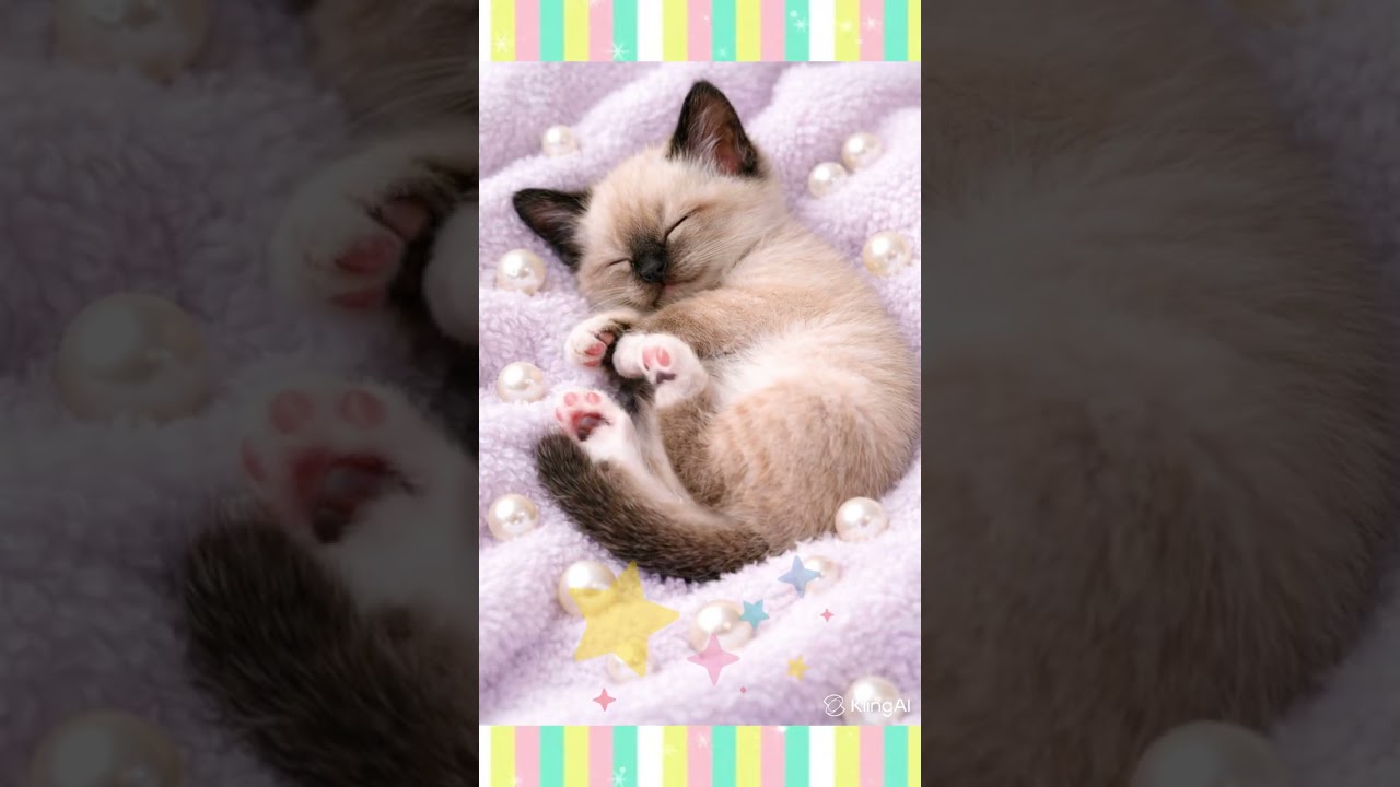 Sleepy Siamese Kitten Dreams in Sunlight ☀️🐾D-mama AI cats & kitten
