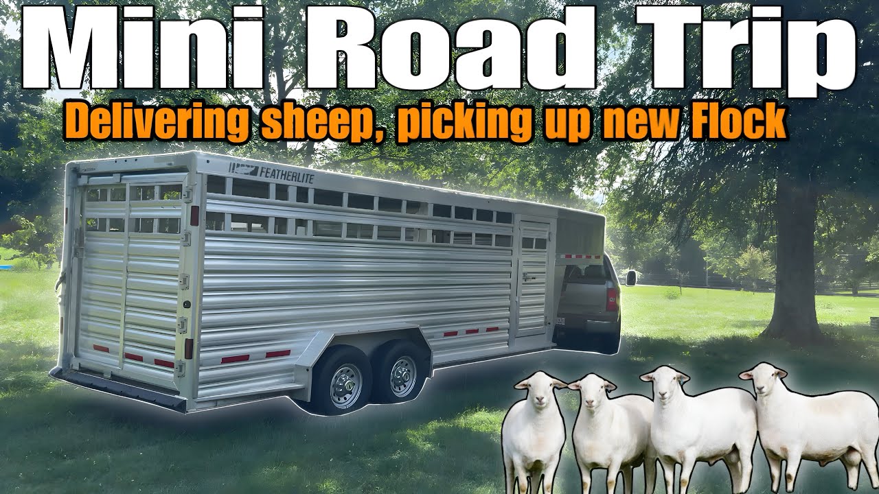 🚛 From Dawn ‘Til Dusk: Delivering Sheep, Building My Flock Of Royal White Sheep 🐏