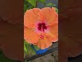 "Gudhal Flower Story जब फूल ने कहा दर्द भूल गया जब वो खुश था Emotional Gardening Short"#Shorts #Yt