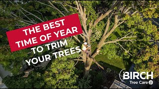 When Should You Trim Your Trees?