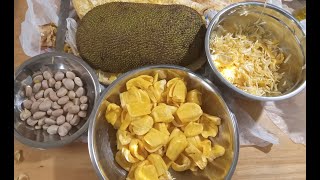 Yaca - Jackfruit  Las 3 partes que se pueden comer! Deliciosa y Nutritiva..