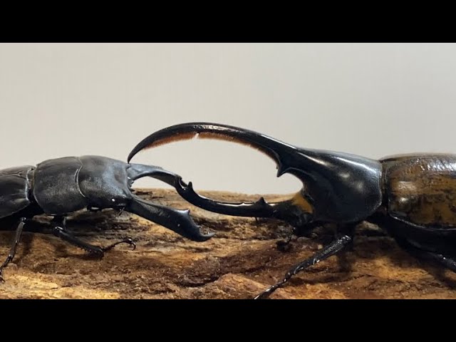 カブトVSクワガタ］ヘラクレスエクアトリアヌスVSテイオウ 