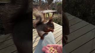 New red squirrel 🐿️ eating on my lap #squirrels #eichhörnchen #écureuil #eekhoorn #stockholm