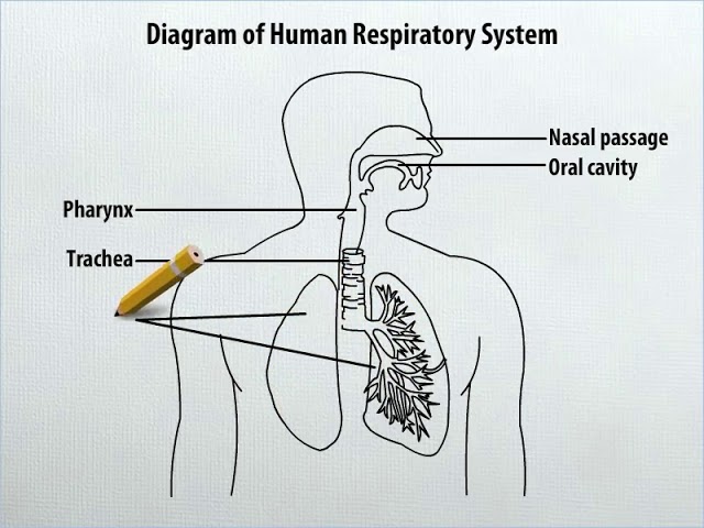 how to Draw Human Respiratory System Diagram step-by-step | easy drawing  tutorial - YouTube