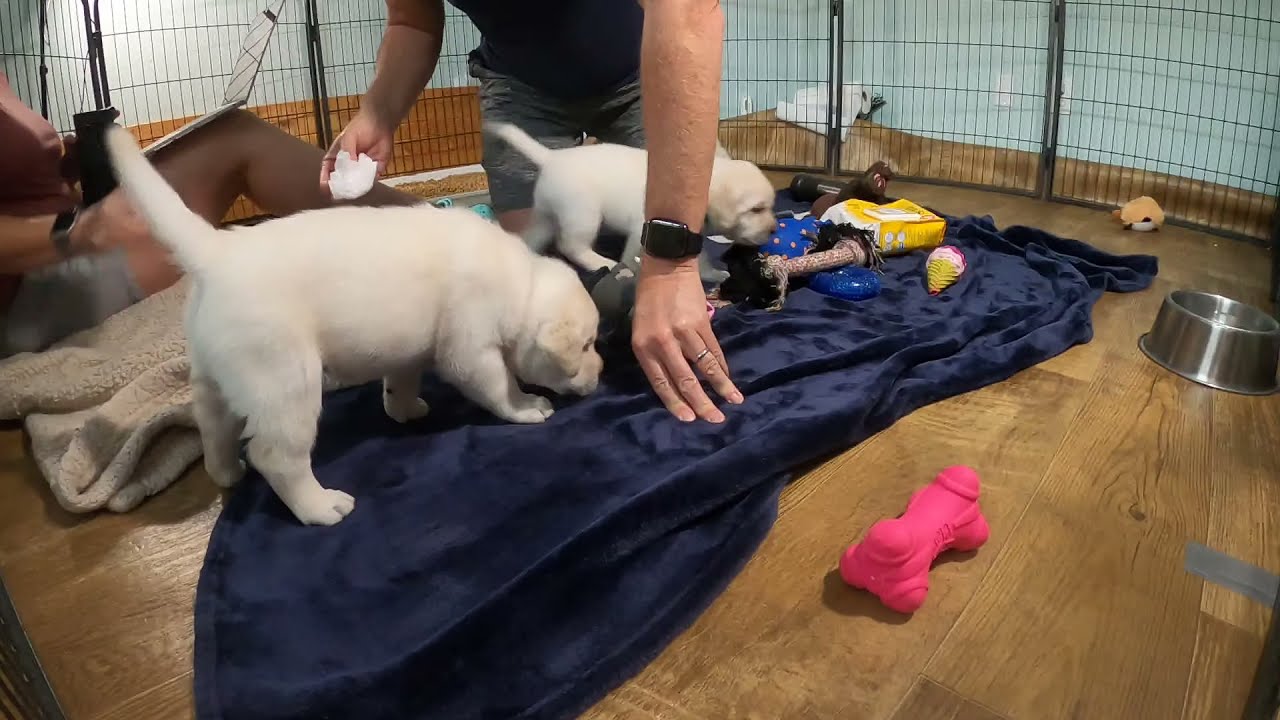 LIVE PUPPY CAM - Lab puppies livestream from their play room! - YouTube