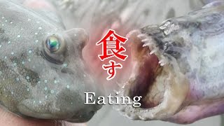 有明海のワラスボとムツゴロウを食ってみた Youtube 有明海のワラスボとムツゴロウを食ってみた Youtube