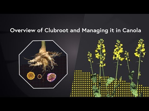 Video: Clubroot Control - Paano Pigilan O Pangalagaan ang Mga Halaman Gamit ang Clubroot