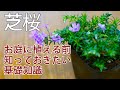 芝桜の育て方 植え方 時期 肥料 植えるべき場所はどこだ？