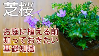 芝桜の育て方 植え方 時期 肥料 植えるべき場所はどこだ？