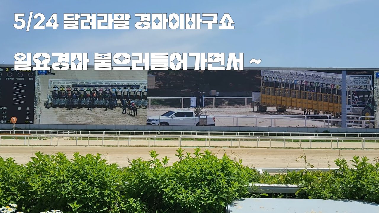 홍도야~ 우지마라~ 경마가있다.
