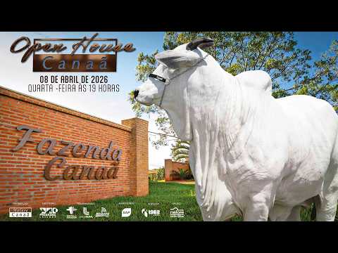 LOTE 10   NORDIKA FIV AL CANAÃ   NFHC 3202